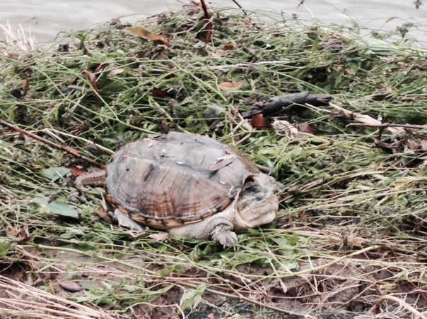 Snapping turtle
